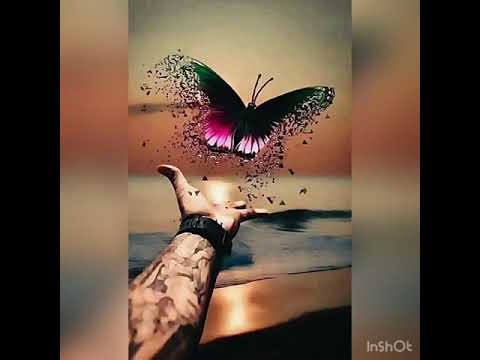 Imagenes De Flores Hermosas Para Perfil De Whatsapp - La Mariposa
